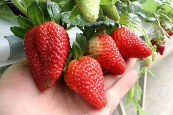 Đặc sản Đà Lạt ngon nức tiếng đáng mua về làm quà